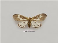 藏品(夜蛾6)的圖片